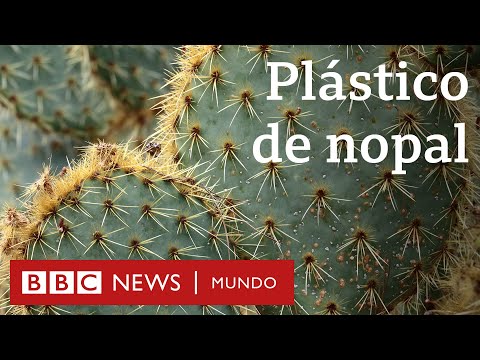 La mexicana que hace plástico biodegradable con hojas de nopal